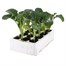 Calabrese Sakura 12 Pack Boxed VegetablesAlternative Image1