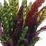 Calathea Lancifolia HouseplantAlternative Image2
