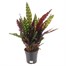 Calathea Lancifolia HouseplantAlternative Image1