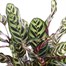 Calathea Makoyana HouseplantAlternative Image2