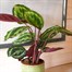 Calathea 'Medallion' Houseplant - 19cm PotAlternative Image1