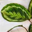 Calathea 'Medallion' Houseplant - 19cm PotAlternative Image2