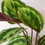 Calathea 'Medallion' Houseplant - 19cm PotAlternative Image3