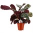 Calathea 'Medallion' Houseplant - 19cm PotAlternative Image4