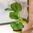 Calathea Orbifolia HouseplantAlternative Image1