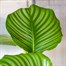 Calathea Orbifolia HouseplantAlternative Image2