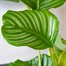 Calathea Orbifolia HouseplantAlternative Image3