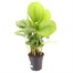 Calathea Orbifolia HouseplantAlternative Image4