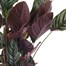Calathea Sanderiana HouseplantAlternative Image5