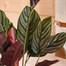 Calathea Sanderiana HouseplantAlternative Image1