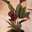 Calathea Sanderiana HouseplantAlternative Image2