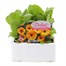 Calendula Little Ball Orange 6 Pack Boxed BeddingAlternative Image1