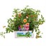 Callibrachoa Assorted Super 6 Pack Boxed BeddingAlternative Image1