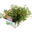 Callibrachoa Assorted Super 6 Pack Boxed BeddingAlternative Image2