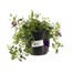 Callibrachoa Blue 13cm Pot BeddingAlternative Image1
