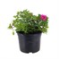 Calibrachoa Cabaret Burlesque Trio Mixed 13cm Pot BeddingAlternative Image1