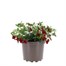 Calibrachoa Calita Trio Mixed 2L Pot BeddingAlternative Image1