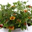 Calibrachoa Mixed 25cm Hanging Pot Bedding Basket Alternative Image