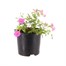 Callibrachoa Pink 13cm Pot Bedding Alternative Image1