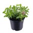 Calibrachoa Pink Paradise Eyes Trio Mixed 13cm Pot BeddingAlternative Image1