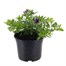 Calibrachoa Voltaire Trio Mixed 13cm Pot BeddingAlternative Image1