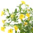 Callibrachoa Yellow 13cm Pot Bedding Alternative Image1