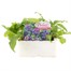 Campanula Glomerata 6 Pack Boxed Bedding Alternative Image