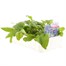 Campanula Glomerata 6 Pack Boxed Bedding Alternative Image
