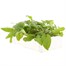 Campanula Glomerata 6 Pack Boxed Bedding Alternative Image