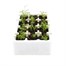 Carrot Chantenay 12 Pack Boxed Bedding VegetablesAlternative Image1