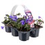 Carry Home Pack - Anemone - 6 x 10.5cm Pot Bedding Alternative Image