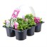 Carry Home Pack - Arabis - 6 x 10.5cm Pot Bedding Alternative Image