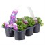 Carry Home Pack - Aubrieta Kitte - 6 x 10.5cm Pot Bedding Alternative Image