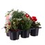 Carry Home Pack - Autumn Magic Fiery Secrets - 6 x 10.5cm Pot Bedding Alternative Image