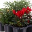 Carry Home Pack - Autumn Magic Fiery Secrets - 6 x 10.5cm Pot Bedding Alternative Image