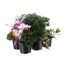 Carry Home Pack - Autumn Magic Lilac Harmony - 6 x 10.5cm Pot Bedding Alternative Image