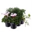 Carry Home Pack - Autumn Magic Lilac Harmony - 6 x 10.5cm Pot Bedding Alternative Image