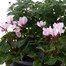 Carry Home Pack - Autumn Magic Lilac Harmony - 6 x 10.5cm Pot Bedding Alternative Image
