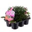 Carry Home Pack - Autumn Magic Rose Passion - 6 x 10.5cm Pot Bedding Alternative Image
