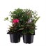 Carry Home Pack - Autumn Magic Rose Passion - 6 x 10.5cm Pot Bedding Alternative Image