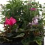 Carry Home Pack - Autumn Magic Rose Passion - 6 x 10.5cm Pot Bedding Alternative Image