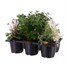Carry Home Pack - Autumn Magic Serenity - 6 x 10.5cm Pot Bedding Alternative Image