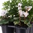Carry Home Pack - Autumn Magic Serenity - 6 x 10.5cm Pot Bedding Alternative Image