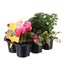 Carry Home Pack - Autumn Magic Sunset - 6 x 10.5cm Pot Bedding Alternative Image