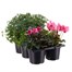 Carry Home Pack - Autumn Magic Sunset - 6 x 10.5cm Pot Bedding Alternative Image