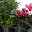 Carry Home Pack - Autumn Magic Sunset - 6 x 10.5cm Pot Bedding Alternative Image