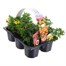 Carry Home Pack - Bidens Collection - 6 x 10.5cm Pot BeddingAlternative Image1