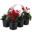 Carry Home Pack - Christmas Cyclamen Red and White Mix - 6 x 10.5cm Pot Bedding Alternative Image