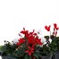 Carry Home Pack - Christmas Cyclamen Red and White Mix - 6 x 10.5cm Pot Bedding Alternative Image