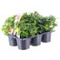 Carry Home Pack - Chrysanthemum - 6 x 10.5cm Pot Bedding Alternative Image